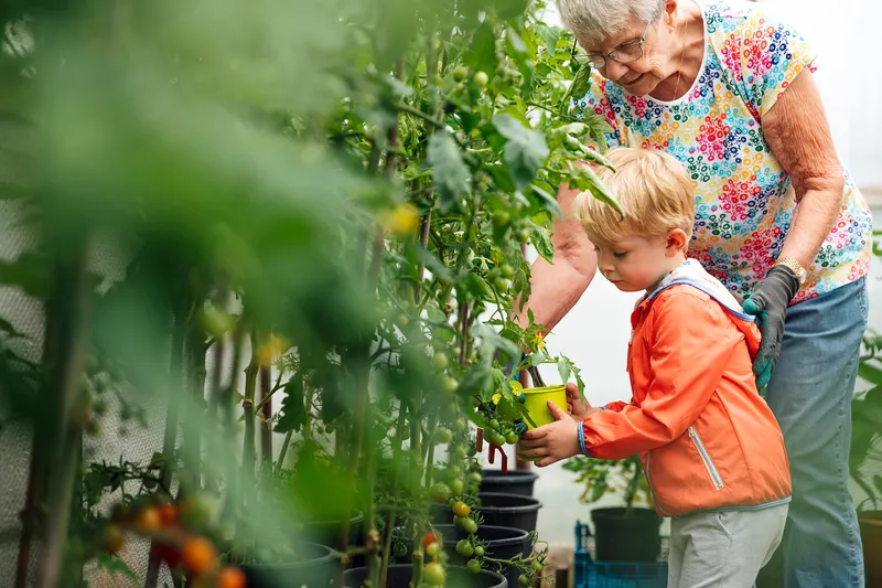 A shot of a young toddler boy and a senior woman in a greenhouse. They are wearing casual clothing and are watering tomato plants with a watering can.