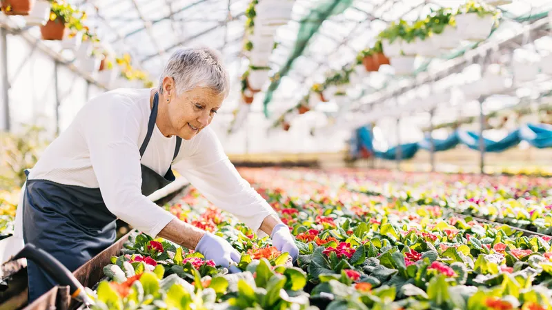 Senior woman tending to flowers in greenhouse