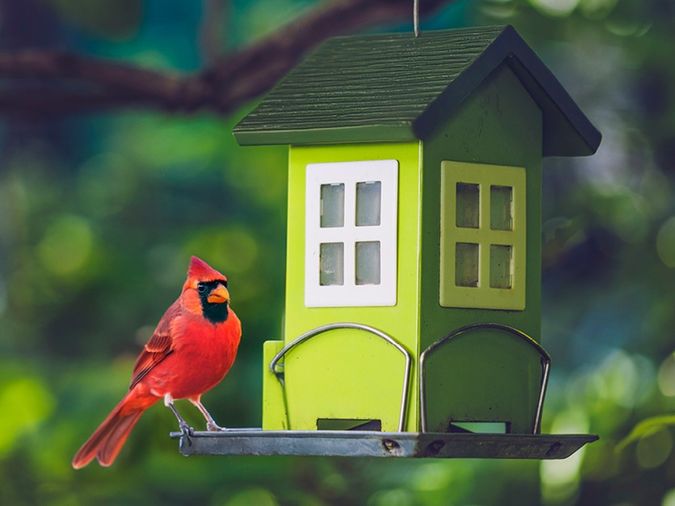 A vibrant red cardinal perched on a green, house-shaped bird feeder against a blurred natural background.