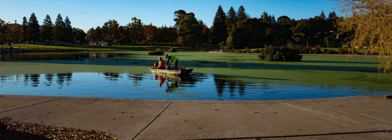 Pond in Walnut Creek