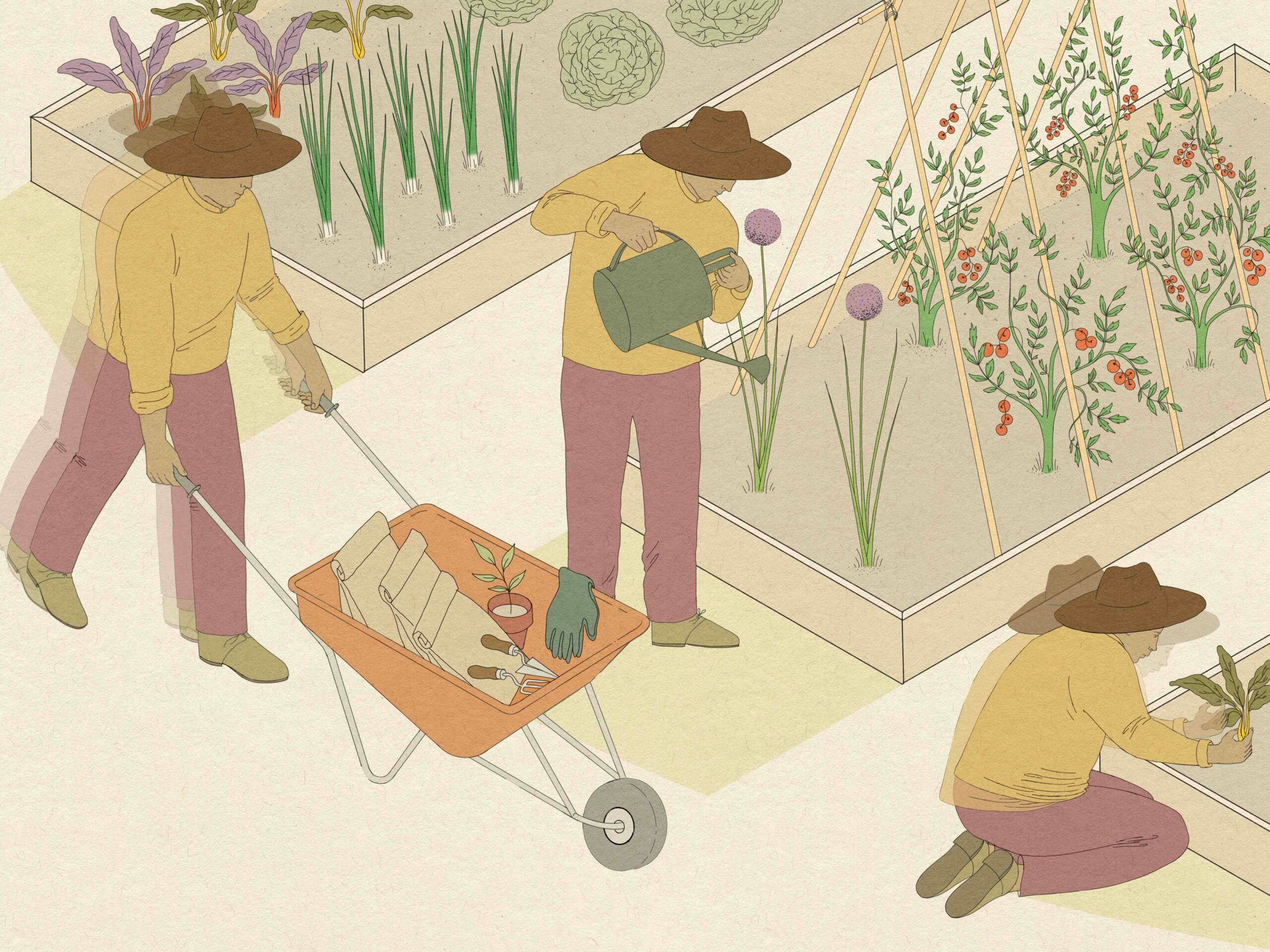 Illustration of three men gardening, one with a wheelbarrel of supplies, one water flowers and one planting flowers