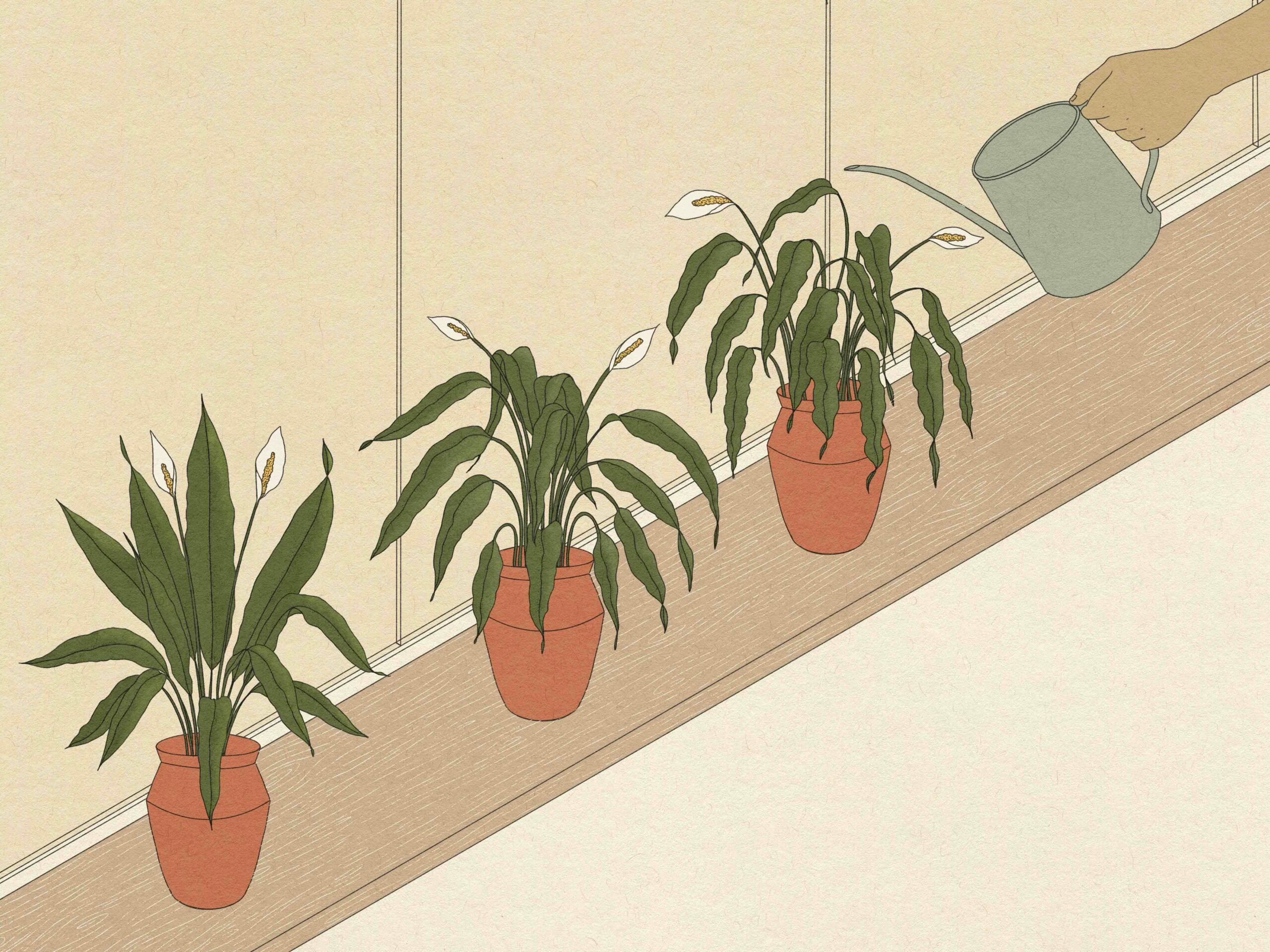 Illustration of three plants, one being watered with watering can.