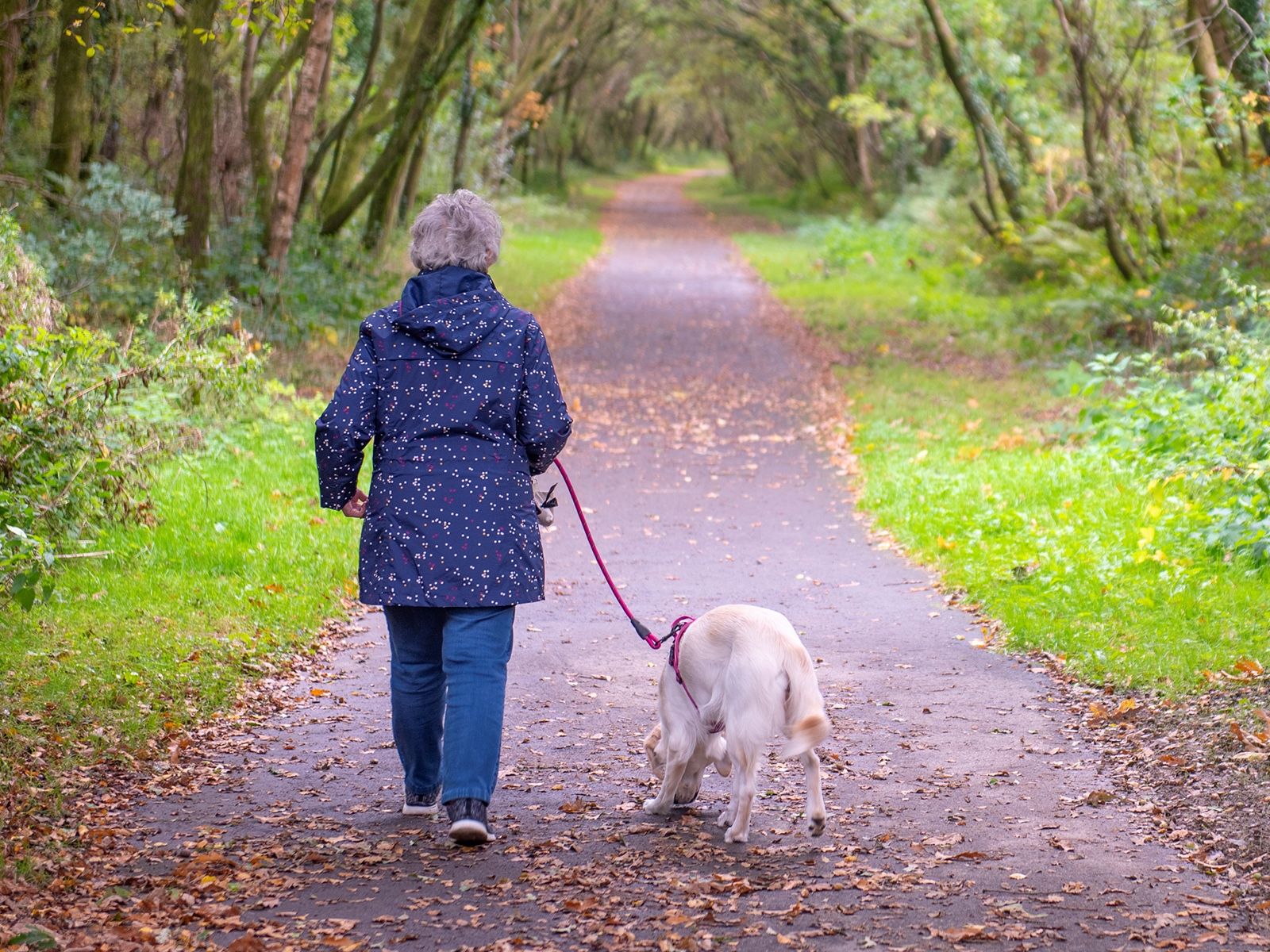 View from behind an older woman in a blue rain jacket walking her white golden retriever on a trail surrounded by trees