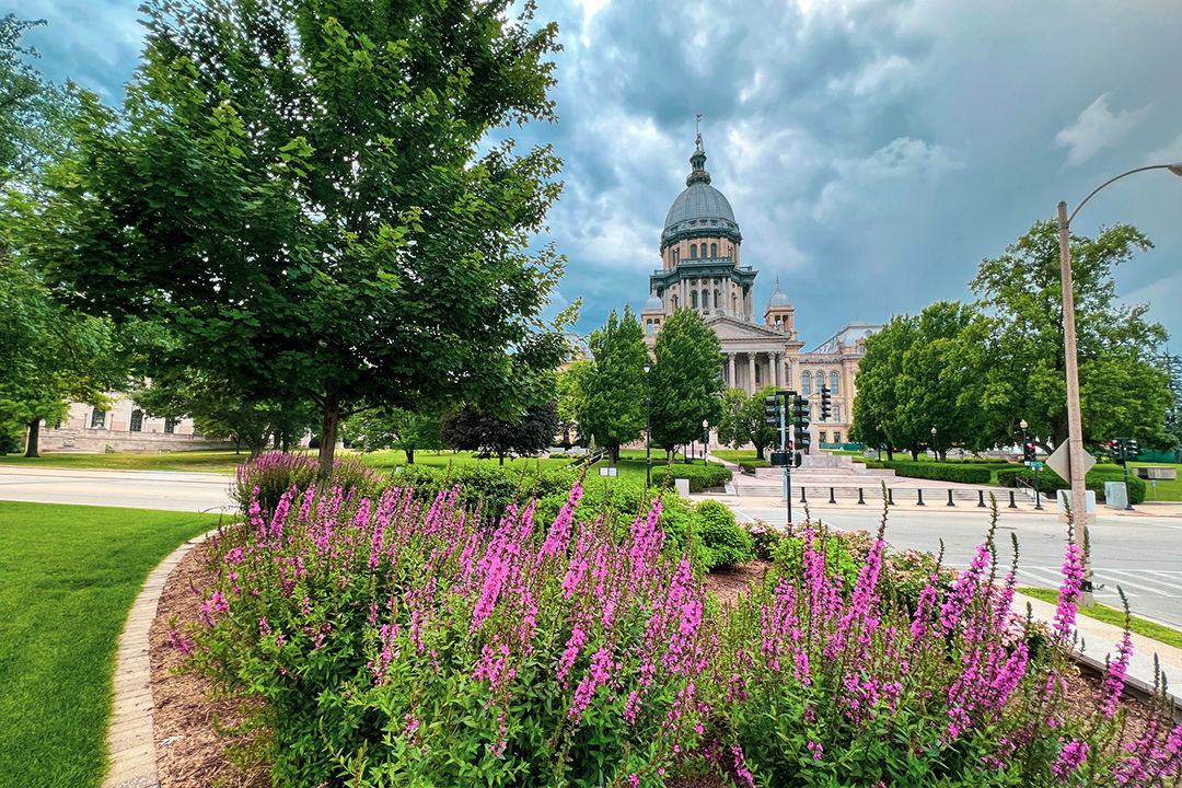 Summer views of the Illinois State Capitol Building in Springfield, IL, USA. Purple summer blooms and green leafy trees in the foreground. The Capitol Building in the distance with thick cloud cover.