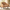[Pre-Sale] Brown Upholstered Barrel Accent Chair with Wraparound Arms