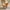 [Pre-Sale] Brown Upholstered Barrel Accent Chair with Wraparound Arms