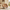 [Pre-Sale] Brown Upholstered Barrel Accent Chair with Wraparound Arms