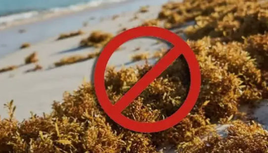 Playas sin sargazo en Republica Dominicana