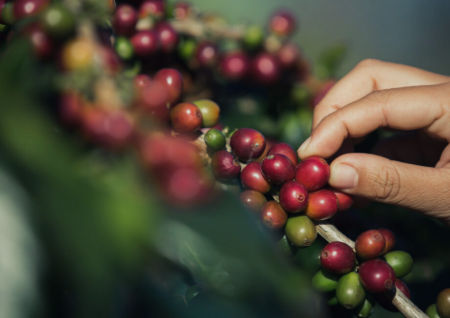 Ruta del Cafe Republica Dominicana