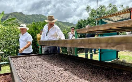 Recolección manual de café en plantación de República Dominicana
