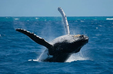 Ballenas jorobadas en el santuario de mamiferos marinos banco de la plata