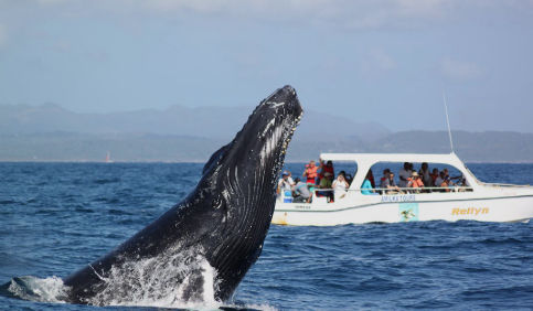 donde ver ballenas jorobadas en samana