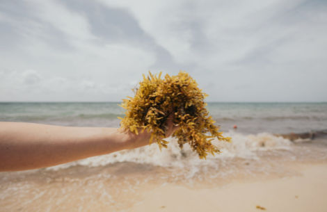 Mejores Playas Sin Sargazo en Diciembre Dominicana