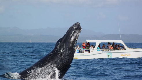 Humpback whale watching in Samana Bay Dominican Republic