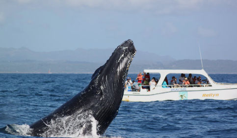 Transporte a Santuario De Ballenas Samana