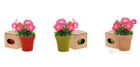 **Bloemen planten & bloembollen