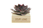 Promoplants