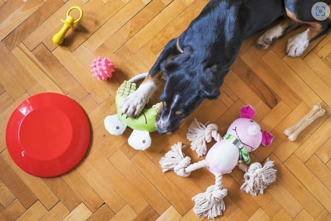 Bedrukte huisdierenaccessoires: dé manier om baasjes én beestjes te bereiken
