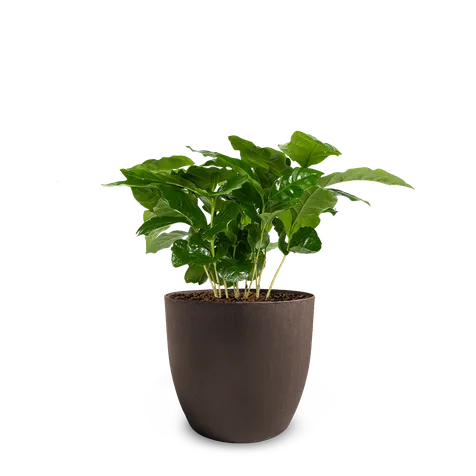 Plant pot met koffieplant