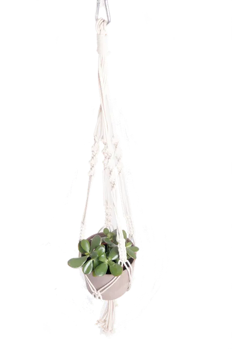 The Plant Guy