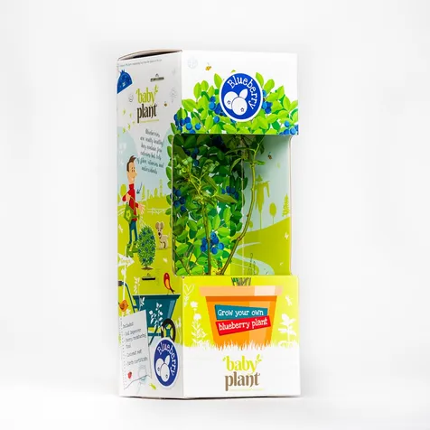 Baby Plant Blauwe Bes