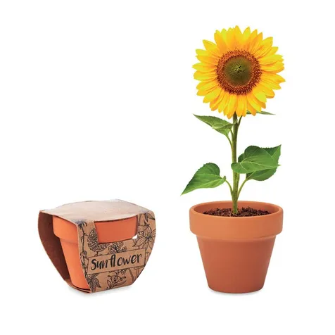 Potje Zonnebloem SUNFLOWER
