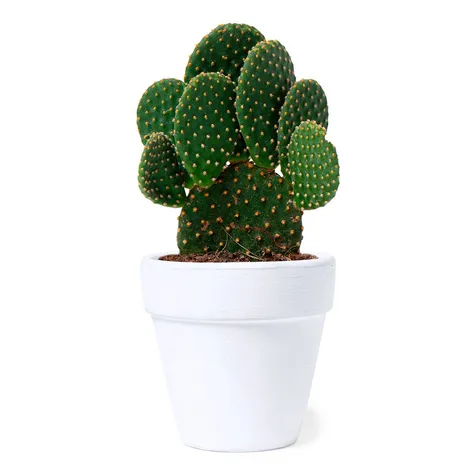 Bloempot Konte