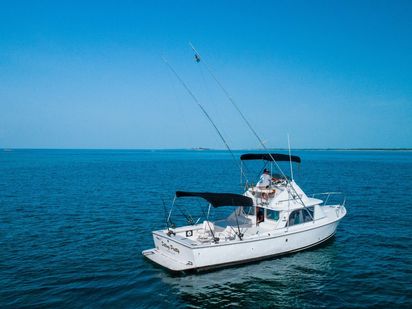 Motorboot Bertram 31 · 1976 (refit 2014) · Sitting Pretty (1)