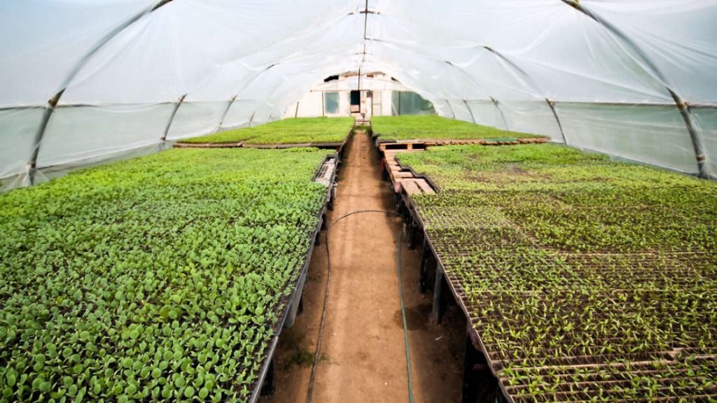 Organic Farm