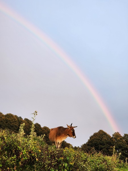 Cow of love and peace