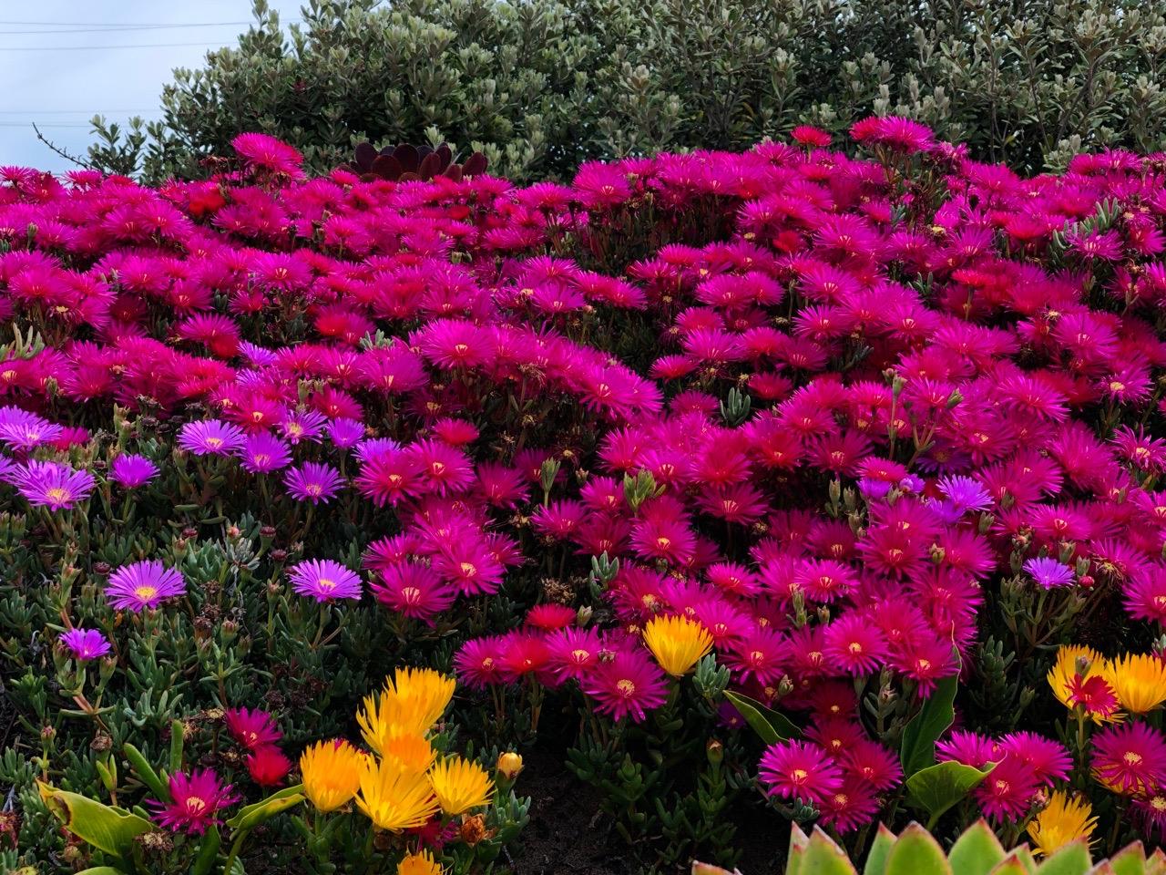 flowers,garden,landscape,vibrant