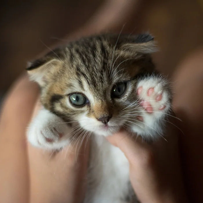 Packages For Cats