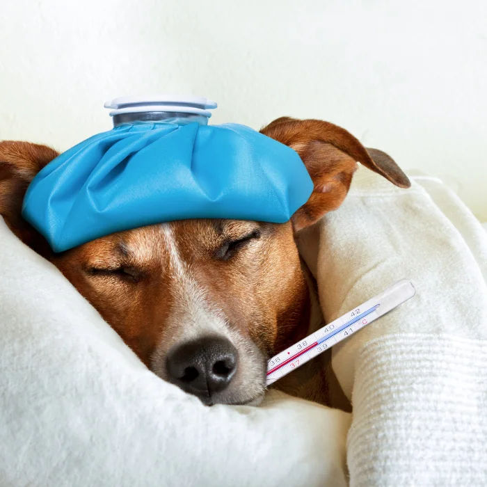 Minor Illness