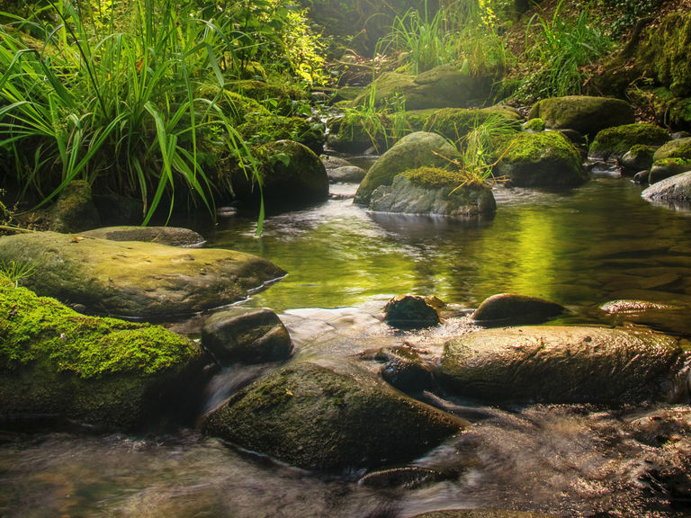 Eine Bachlandschaft. Eine Bachlandschaft.
