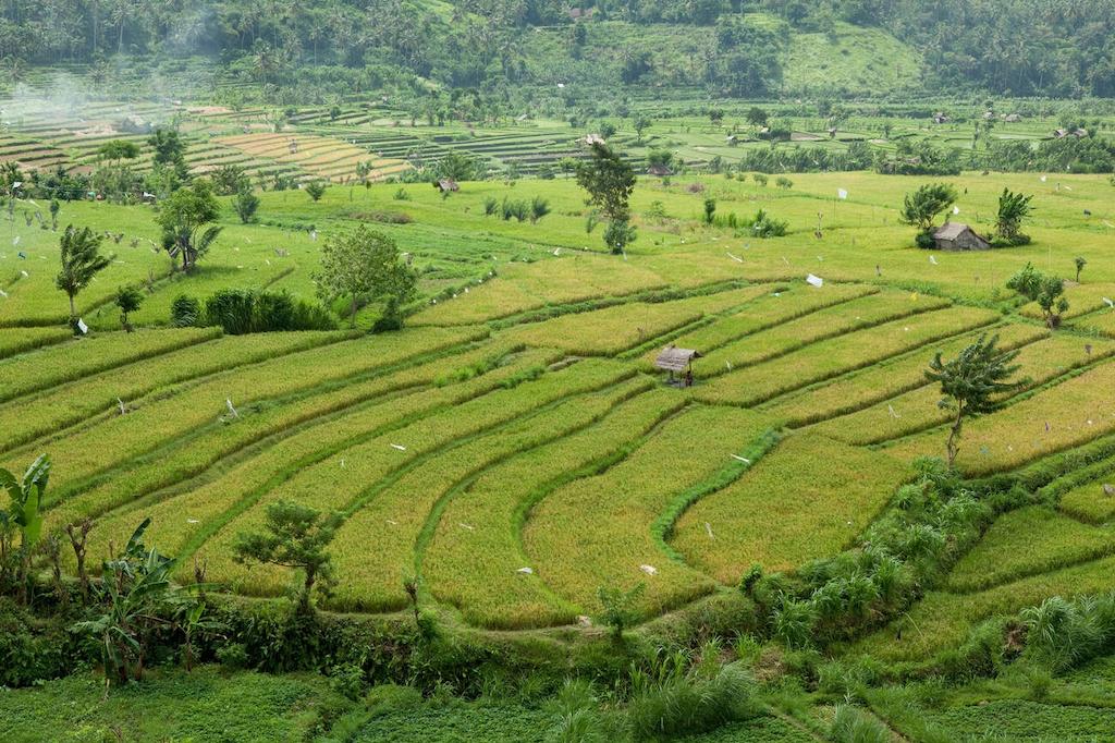 Perbedaan Pertanian dan Perkebunan