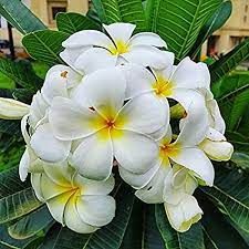 champa white 10