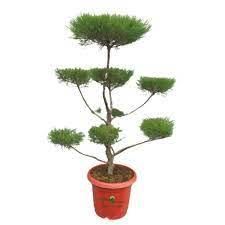 Casuarina Topiary 3-4 feet