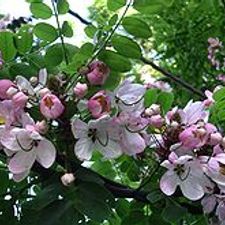 Cassia  Japanica
