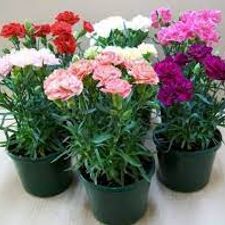 Carnation flower plant