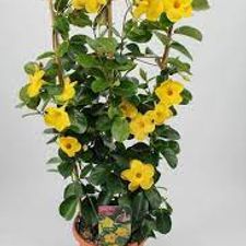 Allamanda plant