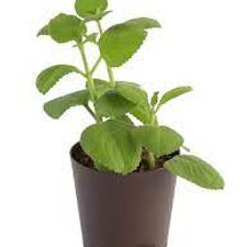 Ajwain plant