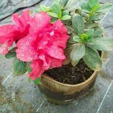 Azalea Double 12x12 bag