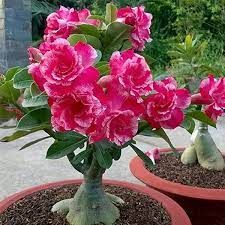 adenium grafted 4