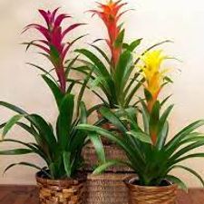 Bromeliad plant