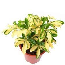 brasia verigata 5inch