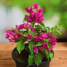 Bouganvillia f1 06