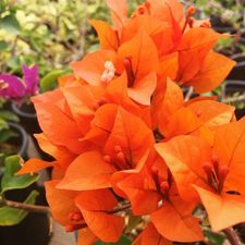 Bouganville Orange New 10