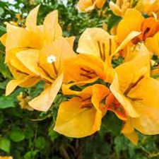 bouganvilla 7 kolk
