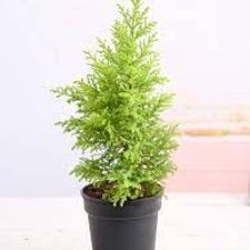 Cyprees golden 14 pot