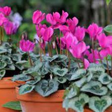 Cyclamen
